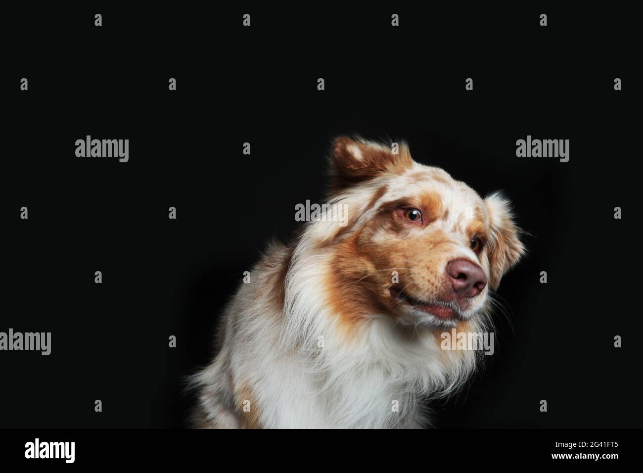 Australian shepherd looking laterally Stock Photo