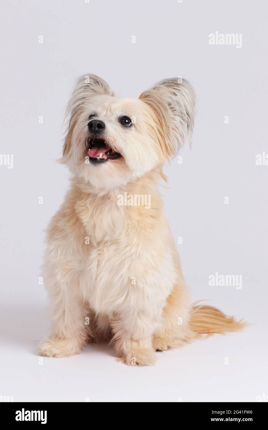 Small mixed breed dog sitting on white background Stock Photo - Alamy