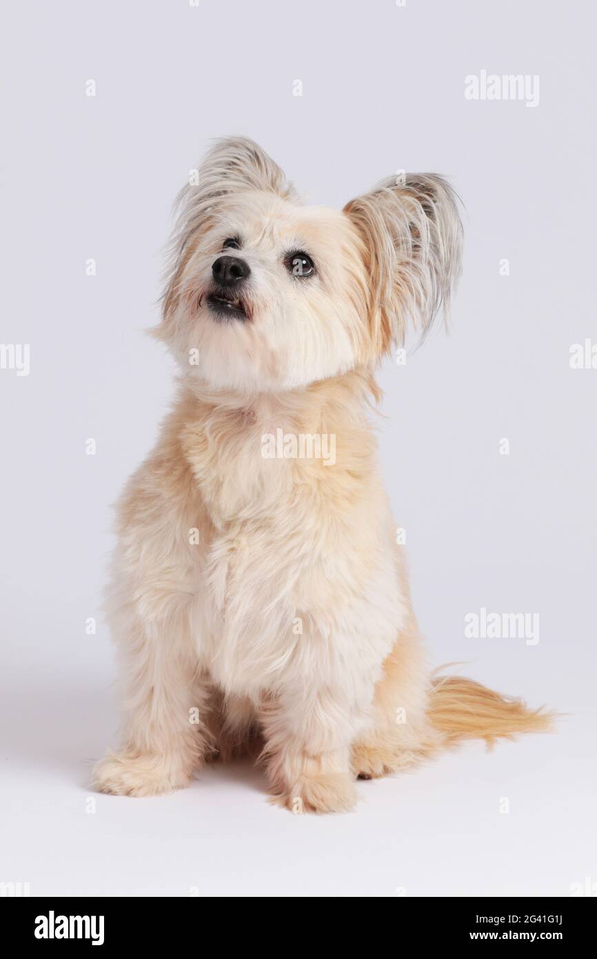Small mixed breed dog sitting on white background Stock Photo