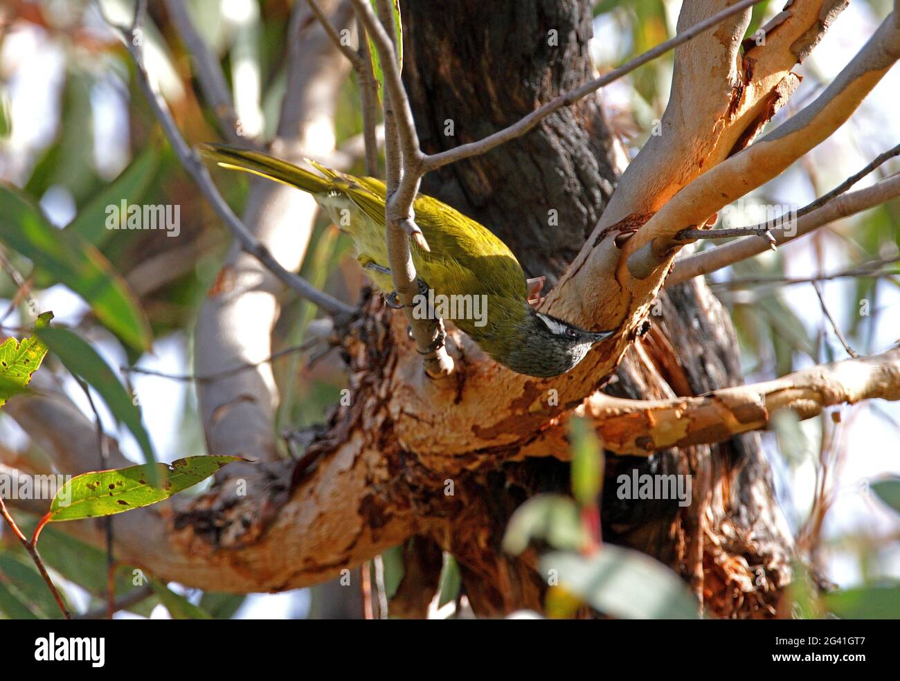 White-eared Honeyeater (Nesoptilotis leucotis leucotis) adult leaning foward to feed under branch Girraween NP, Queensland, Australia        January Stock Photo