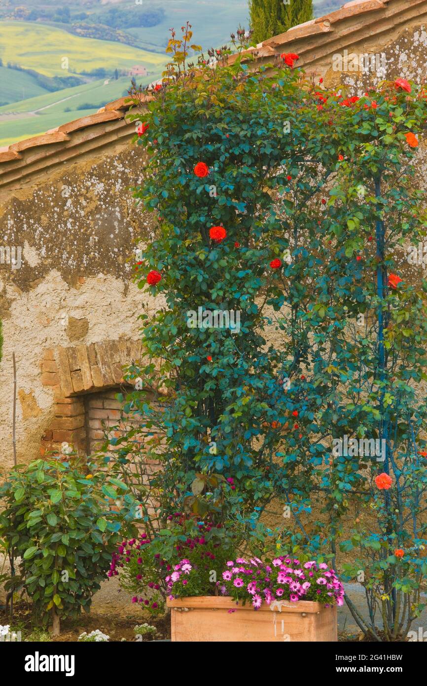 Climbing Roses on a Stone Building, Tuscany, Italy Stock Photo