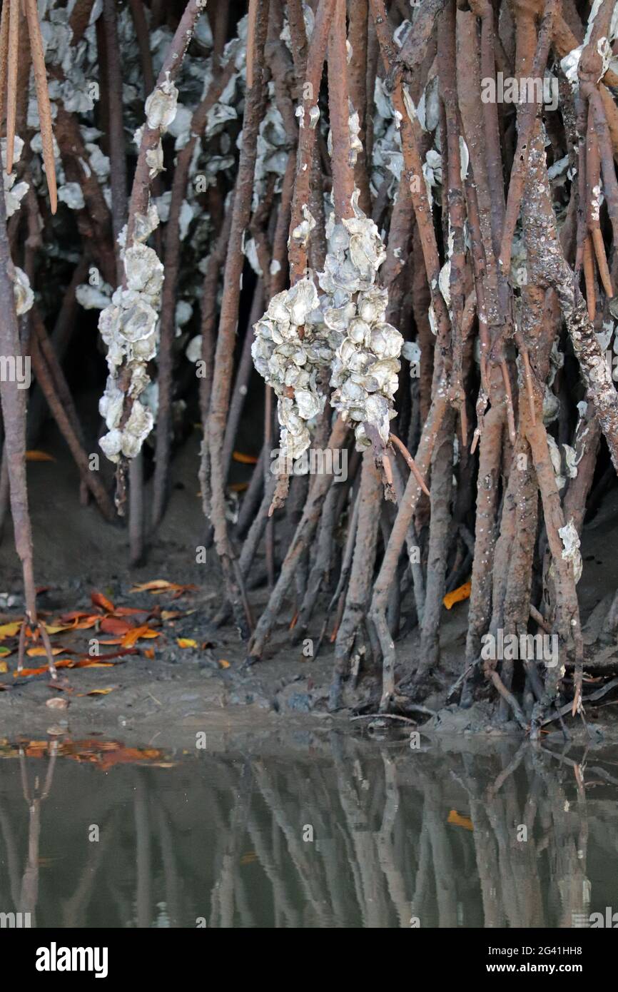 Gambia; Western Region; at Bintang Bolong; Oysters grow on the aerial