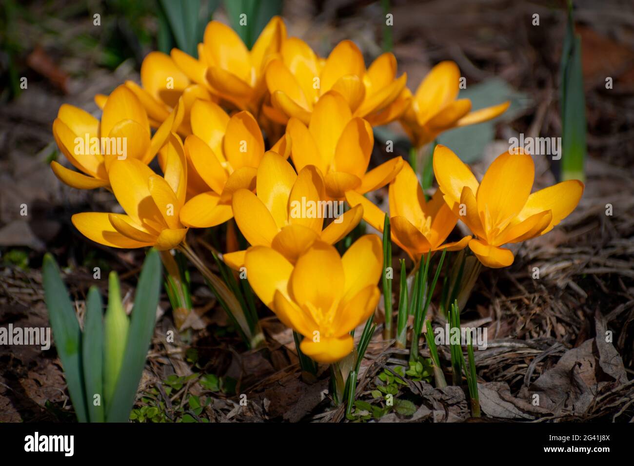 Spring Crocus Flowers Stock Photo