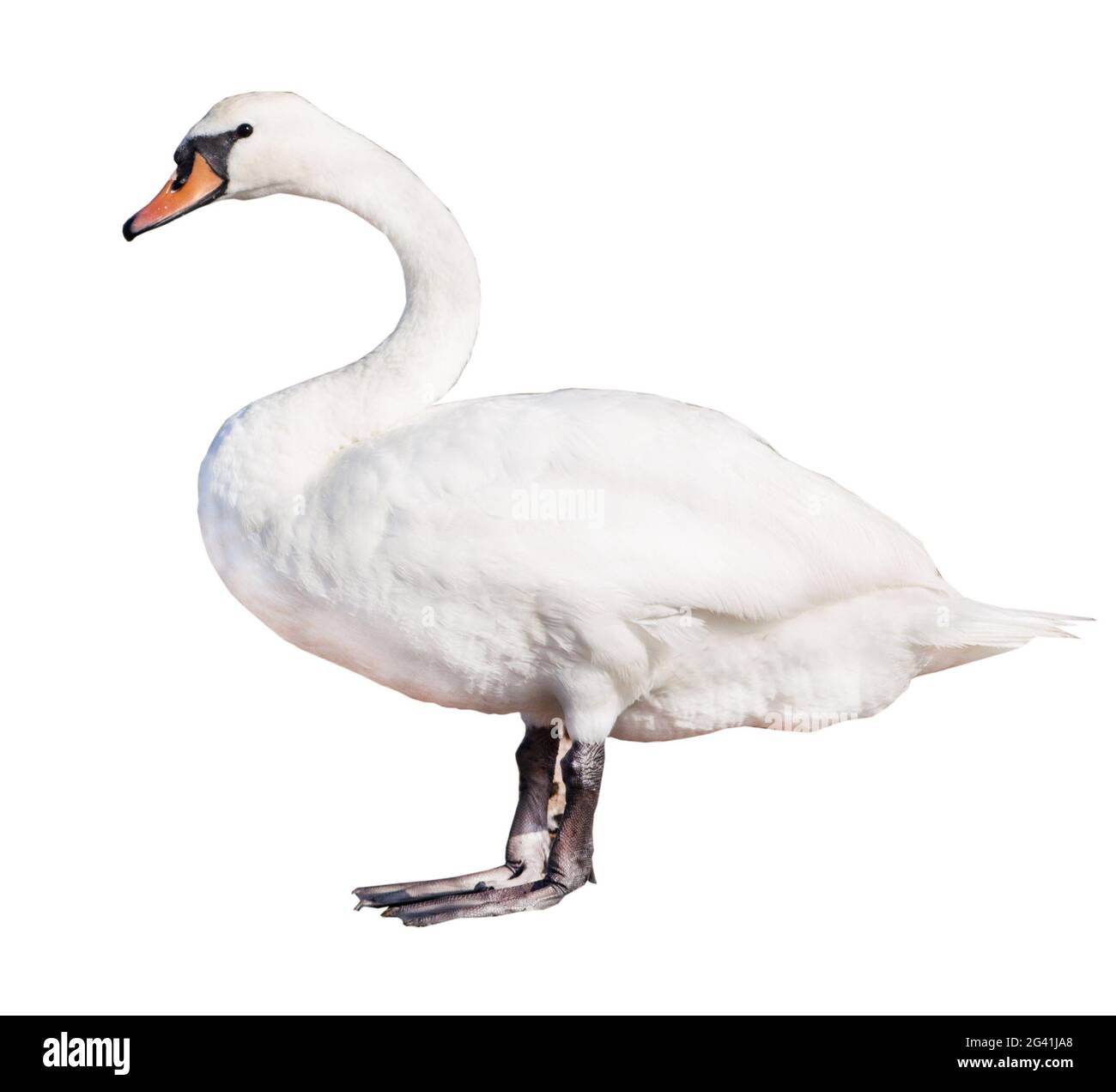 White swan isolated on white background. A large, large bird stands in full growth. Swan in