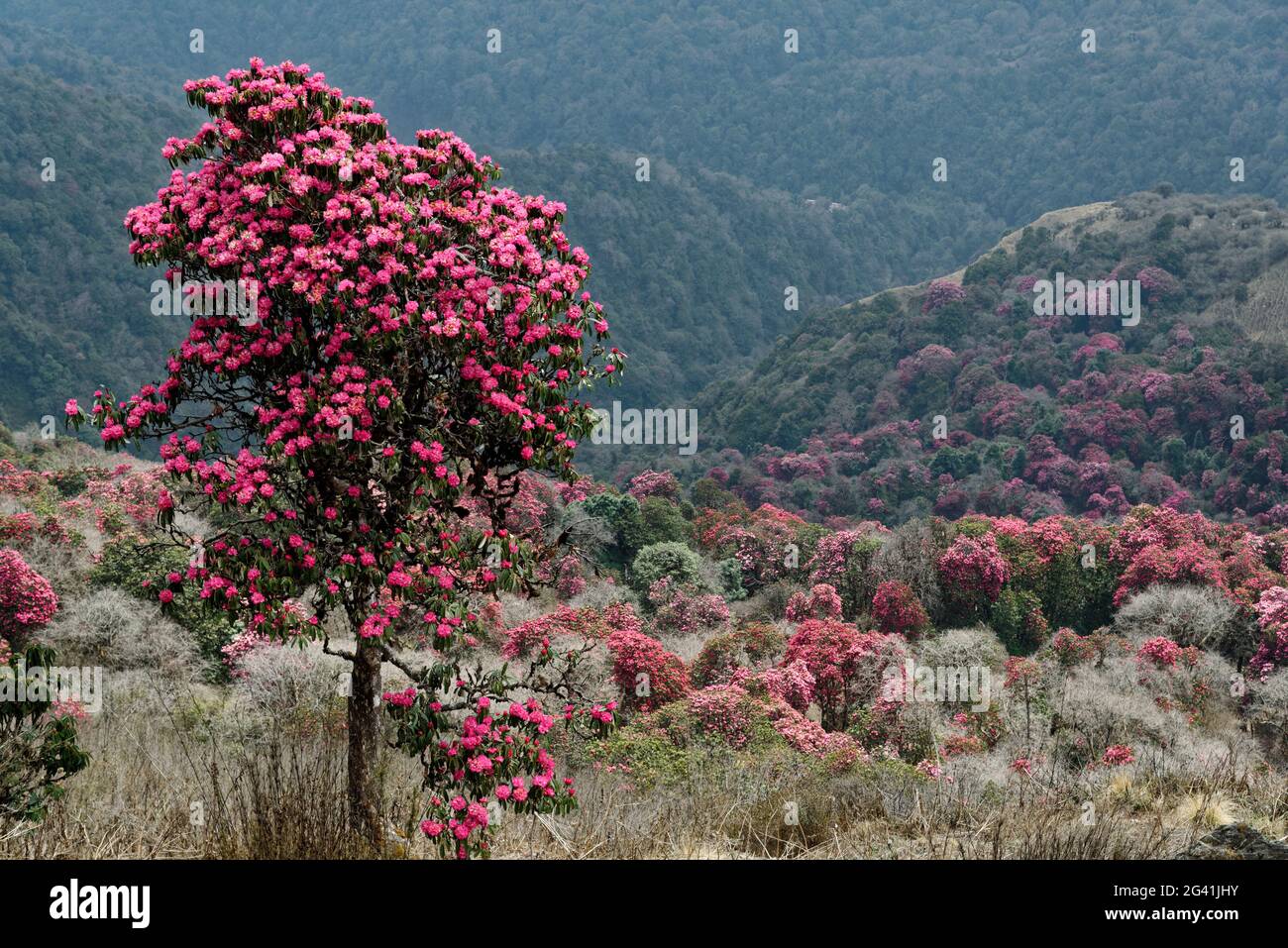 Himalaya rhododendron forest hi-res stock photography and images - Alamy