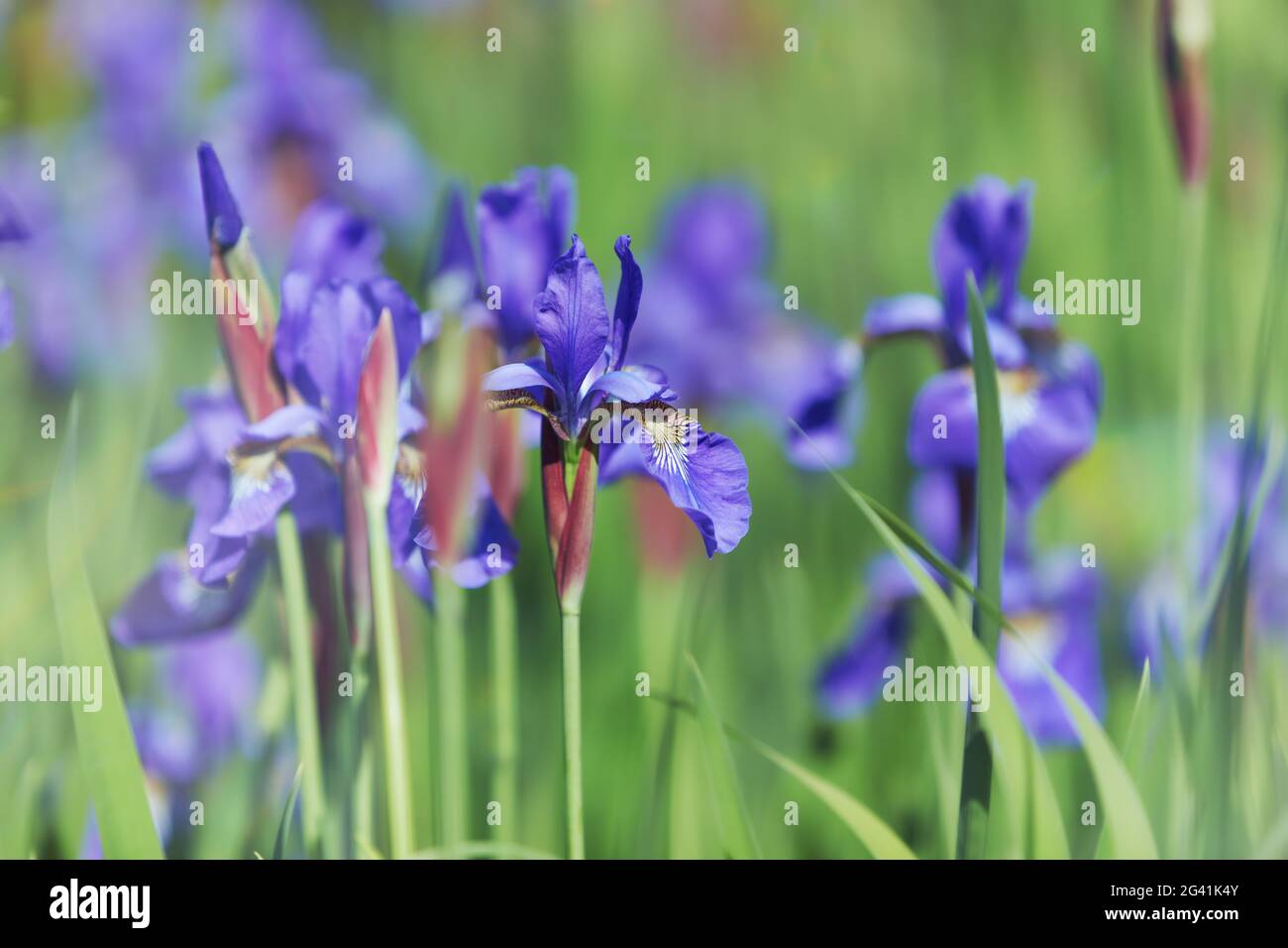 Nature background with spring flowers. Selective and soft focus Stock ...