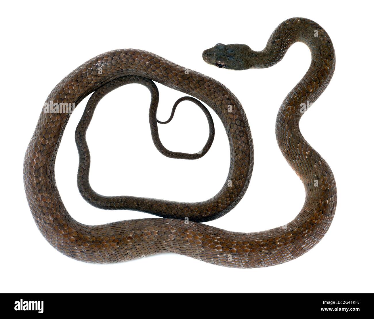Puffing Snake (Phrynonanax poecilonotus) Orellana province, Amazonian Ecuador Stock Photo