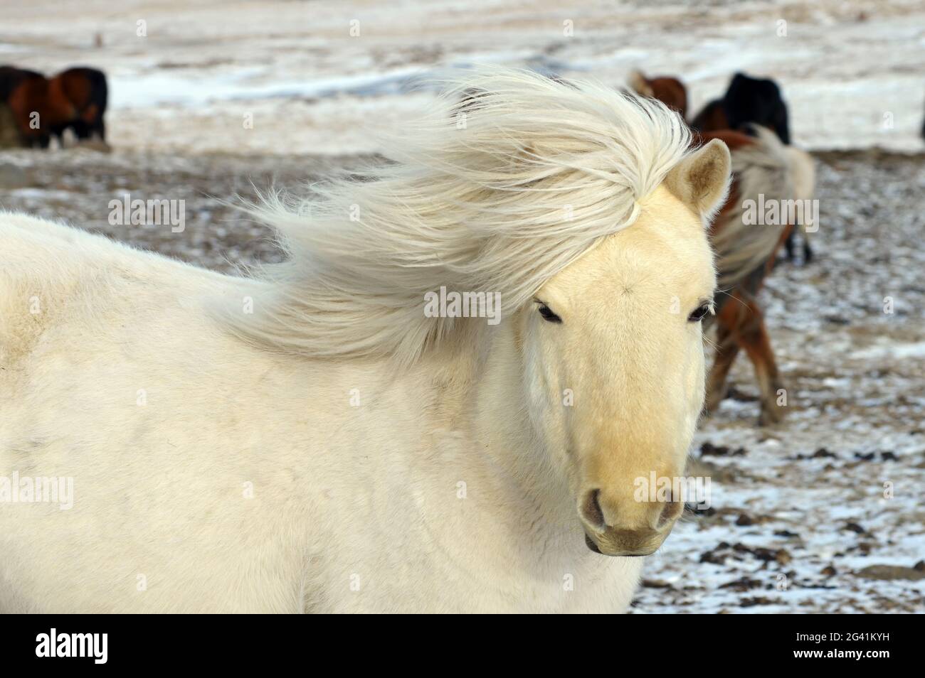 Icelandic horse in Winter Stock Photo