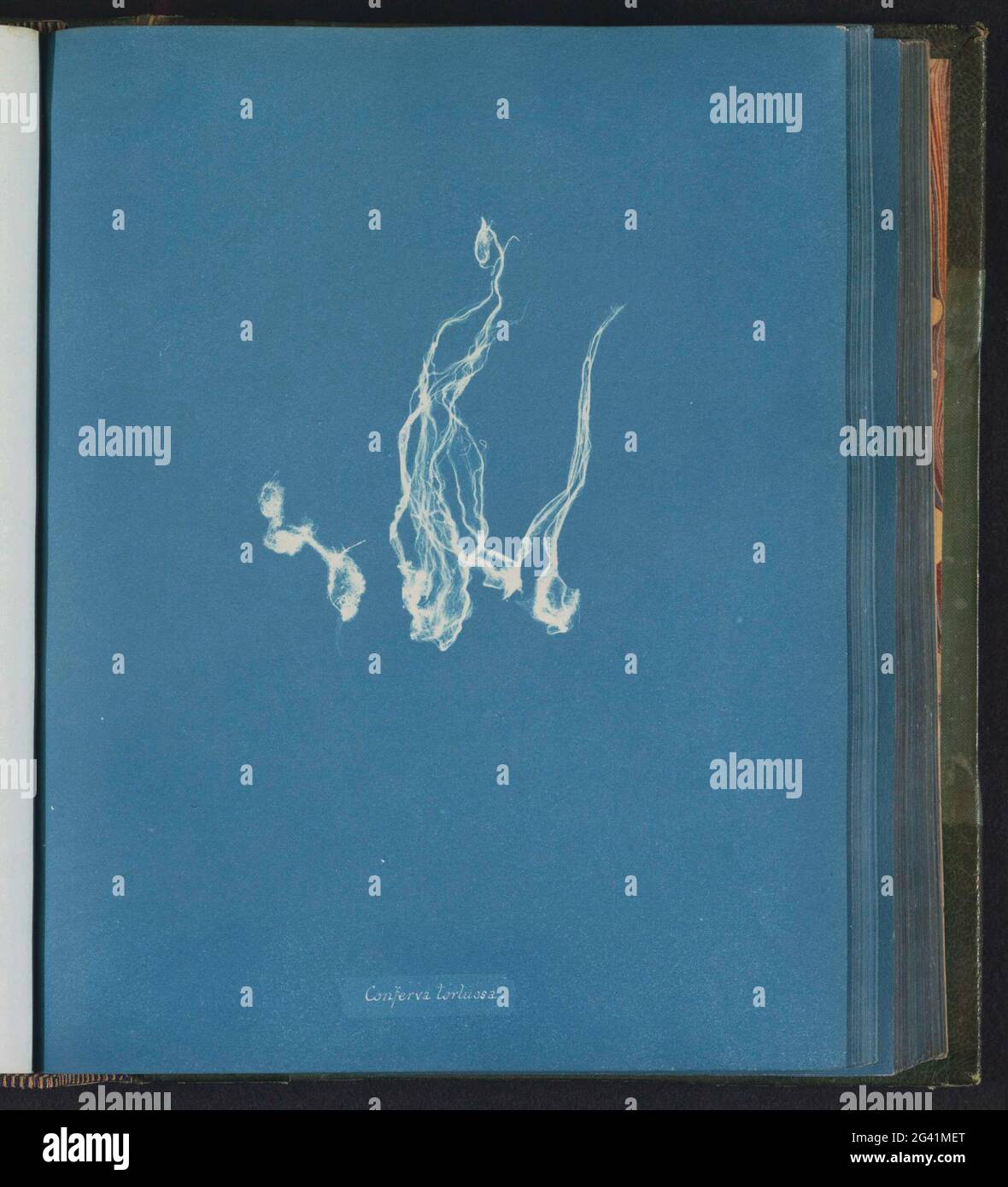 Conferva tortuosa hi-res stock photography and images - Alamy