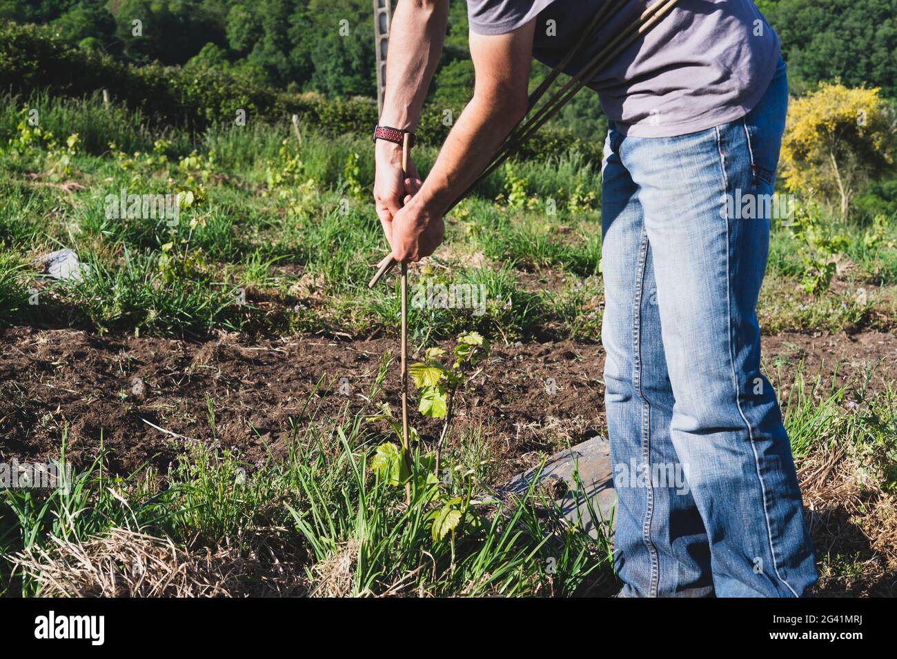 Farmer attaching stakes to the young vineyard. Copy space. Stock Photo