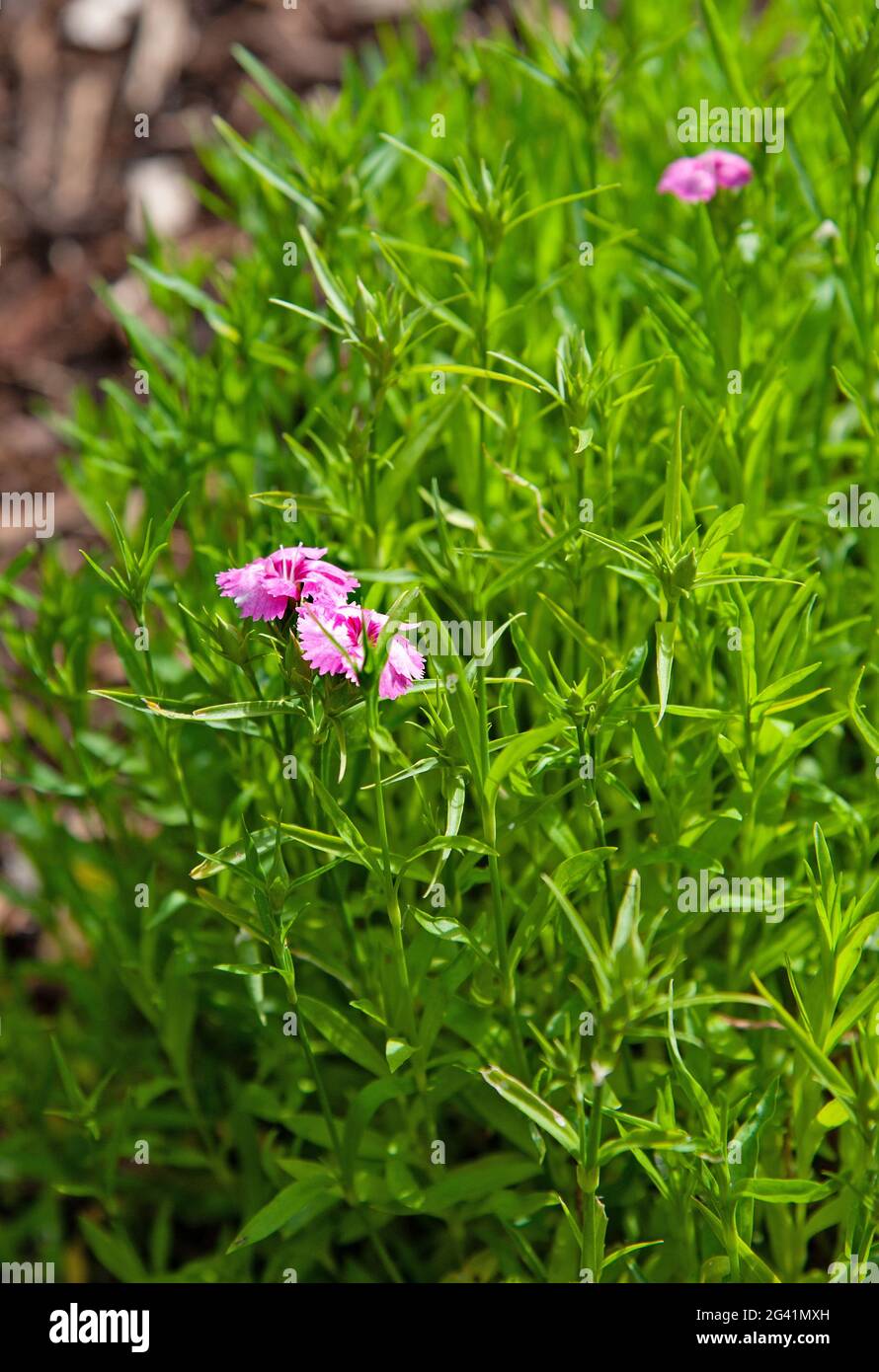 Pink Dianthus flowers, chinensis clove,  sweet william flower in the garden Stock Photo
