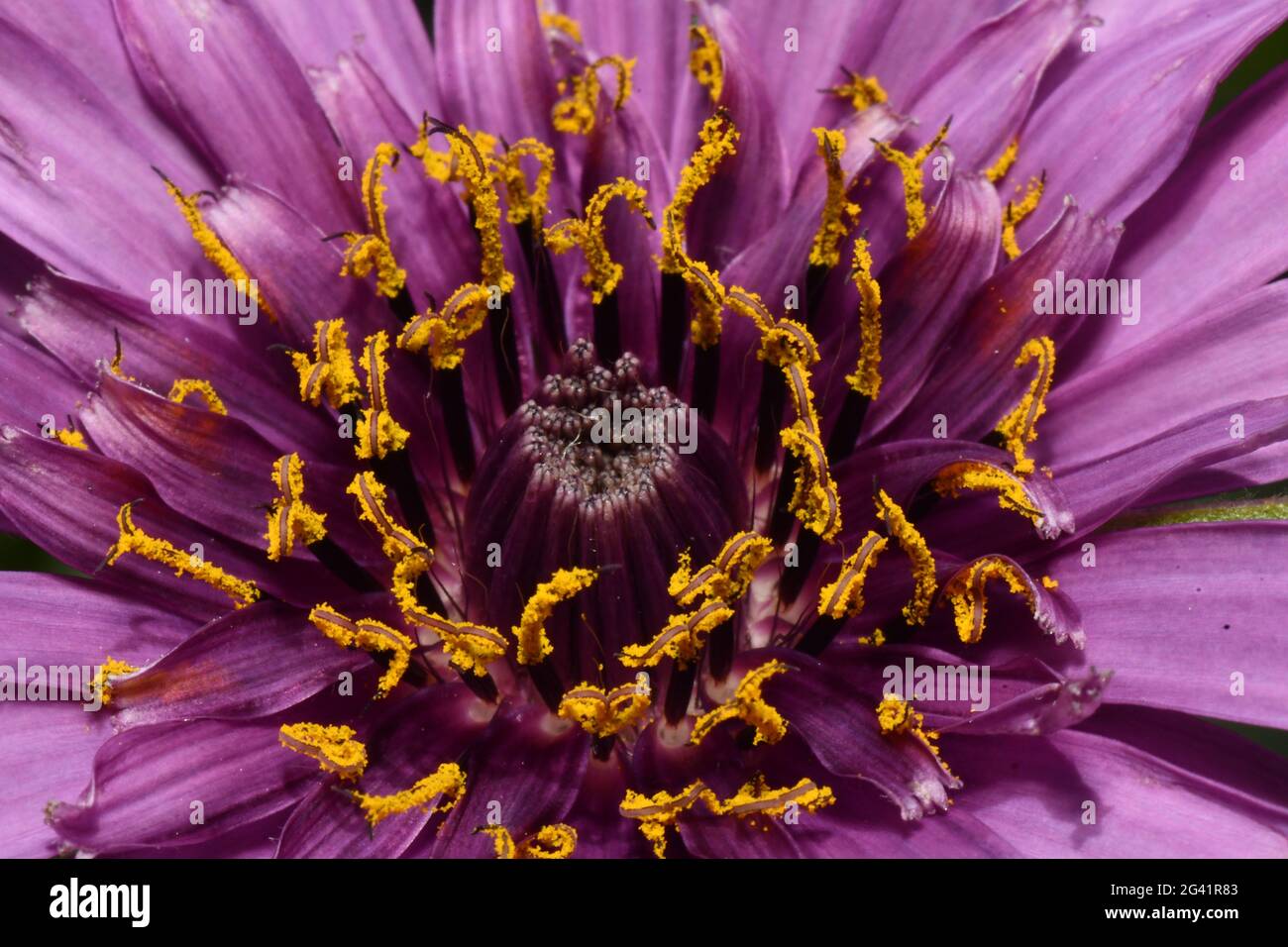 Salsify 'Tragopogon porrifolius' close-up of purple/ pink flower head, deep purple florets with golden yellow stigma.Abstract shapes contrasting colou Stock Photo