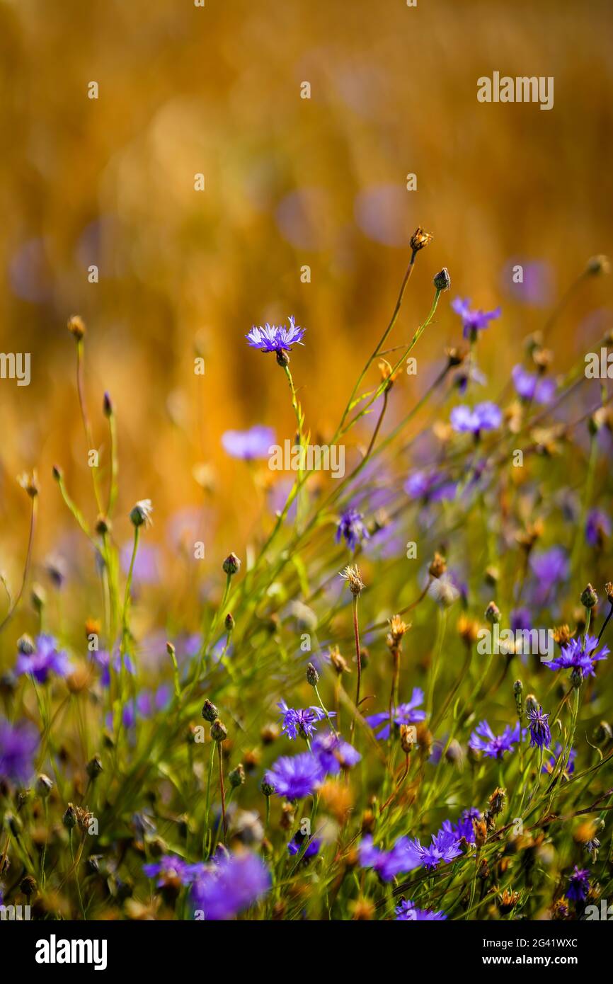 Summer flower meadow, Bavaria, Germany; Europe Stock Photo