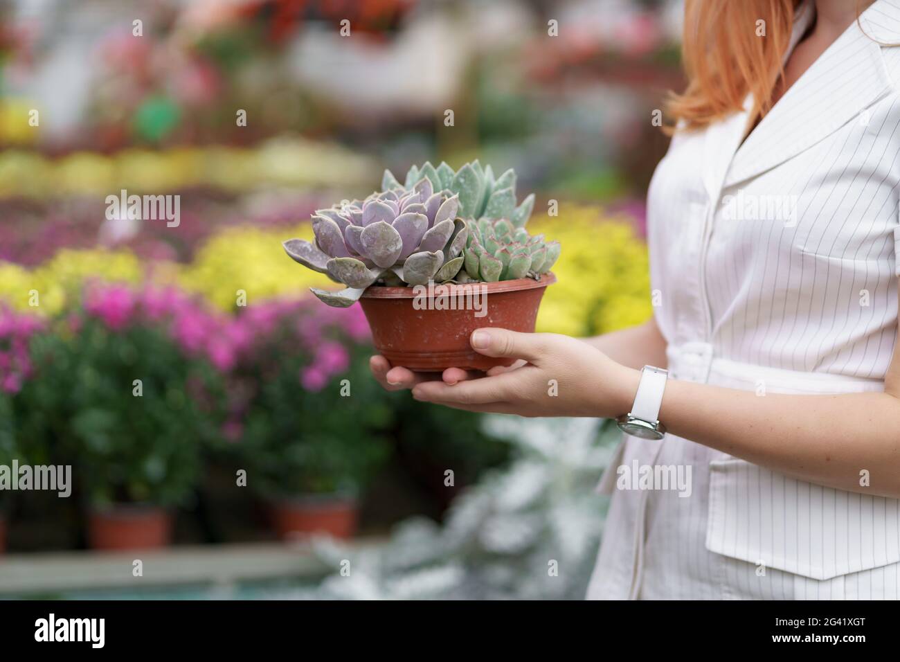 Side view at woman hands holding succulents or cactus in pots with other colorful flowers in background Stock Photo