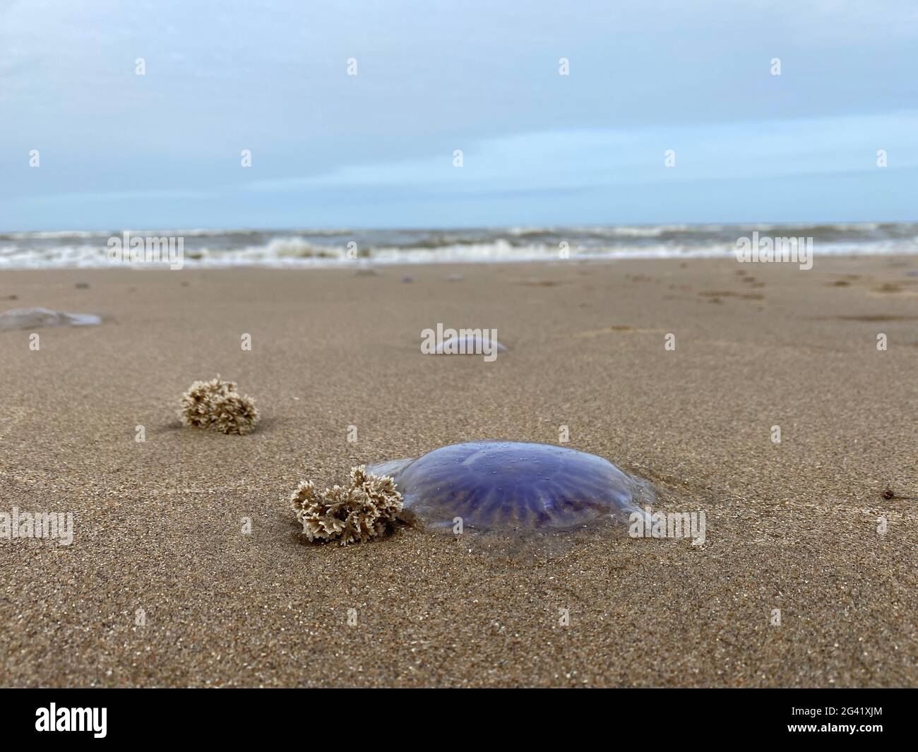 Jellyfish from the North Sea at Langevelderslag, The Netherlands Stock Photo
