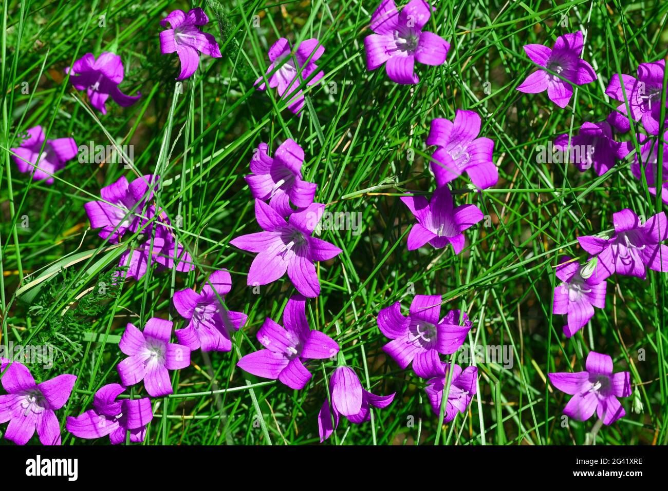 Bright purple flowers in green grass Stock Photo - Alamy