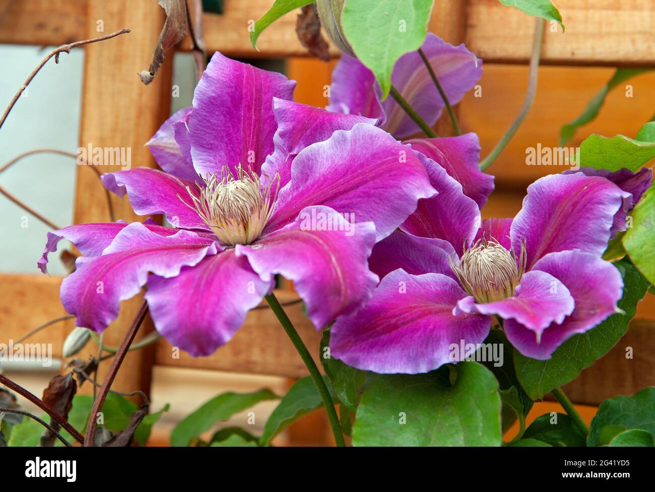 Leather flower , Clematis hybrid close up blossom in the garden Stock Photo