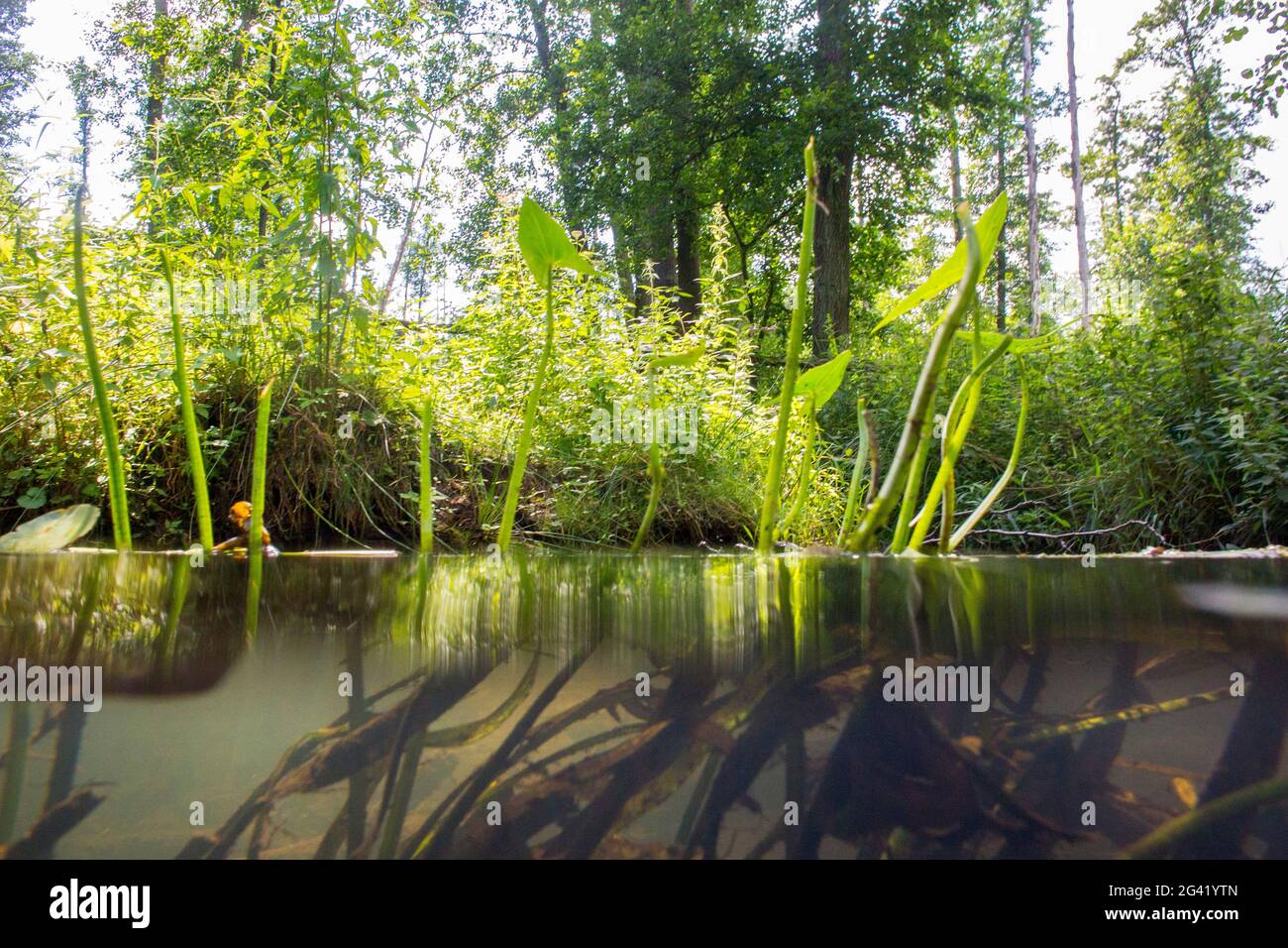 Submerged aquatic plants hires stock photography and images Alamy