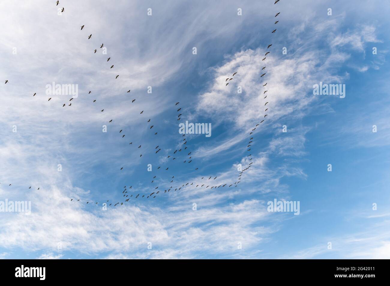 Wild geese in foramtionsflug in the sky, Süssau, Ostholstein, Schleswig-Holstein, Germany Stock Photo