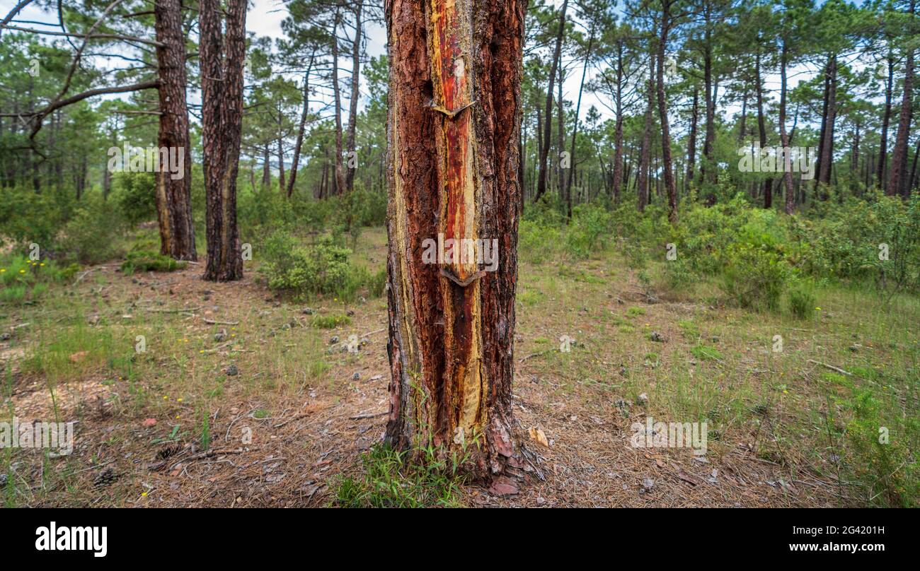 Pine tree plantation prepared for sap harvesting Stock Photo - Alamy