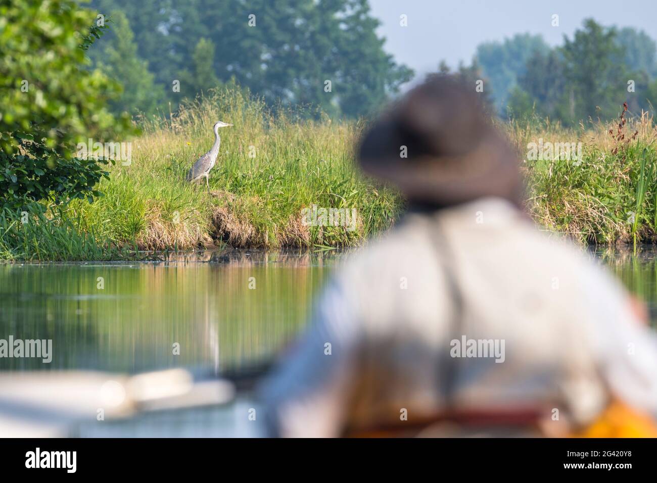 Kayak driver observes gray heron, Germany, Brandenburg, Spreewald Stock Photo
