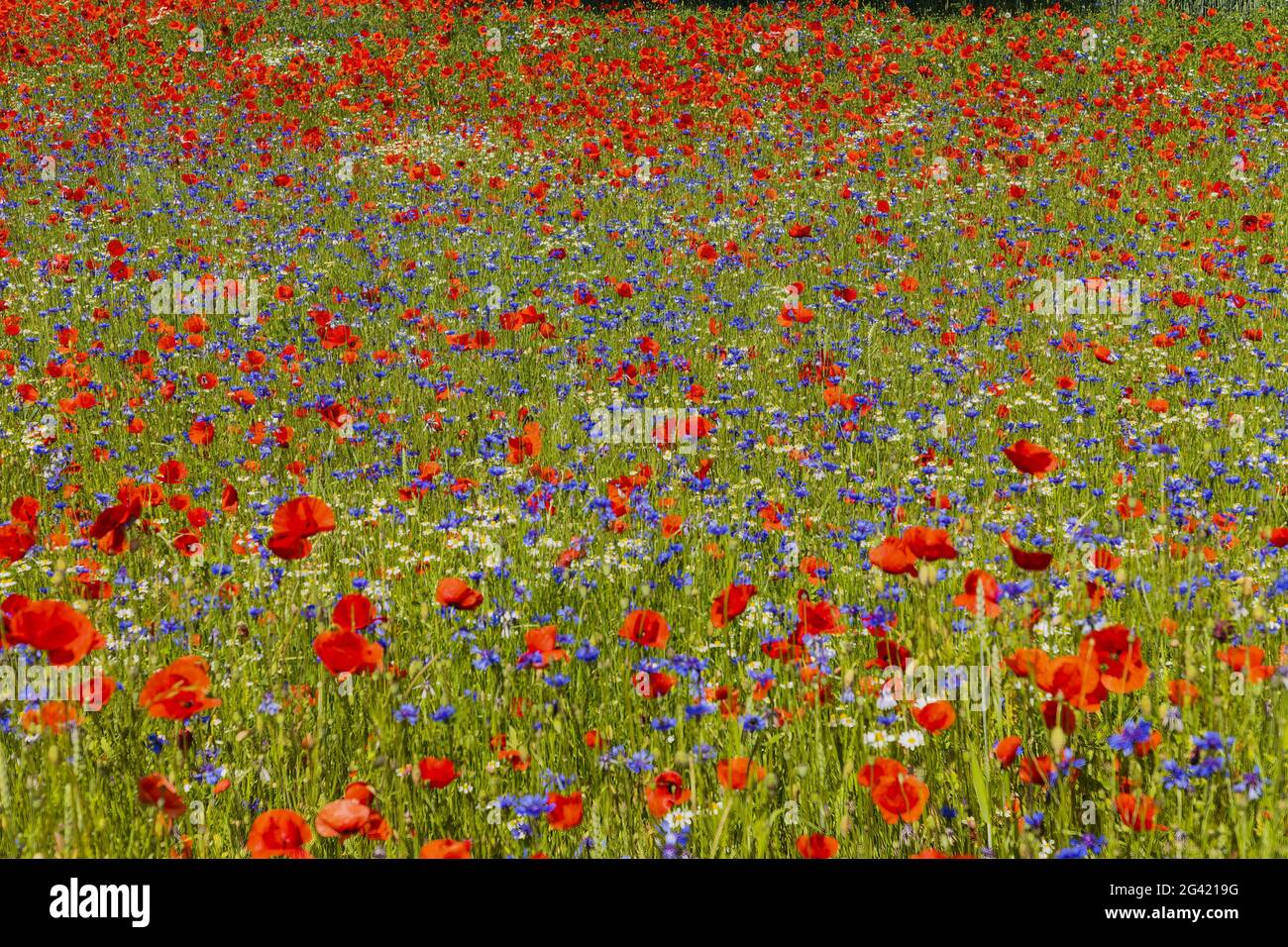 春のコレクション Cornflower daisies poppies hi-res stock photography and 絵画
