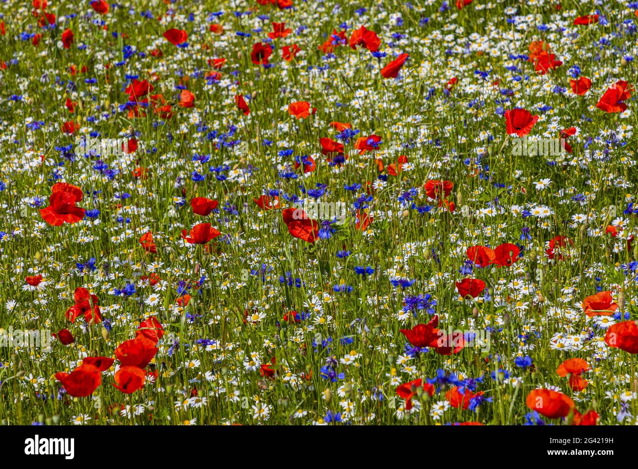 Flower meadow with poppies, cornflowers, daisies and marguerite Stock Photo