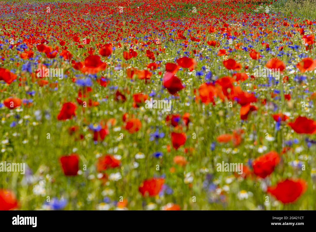 Flower meadow with focus on background Stock Photo