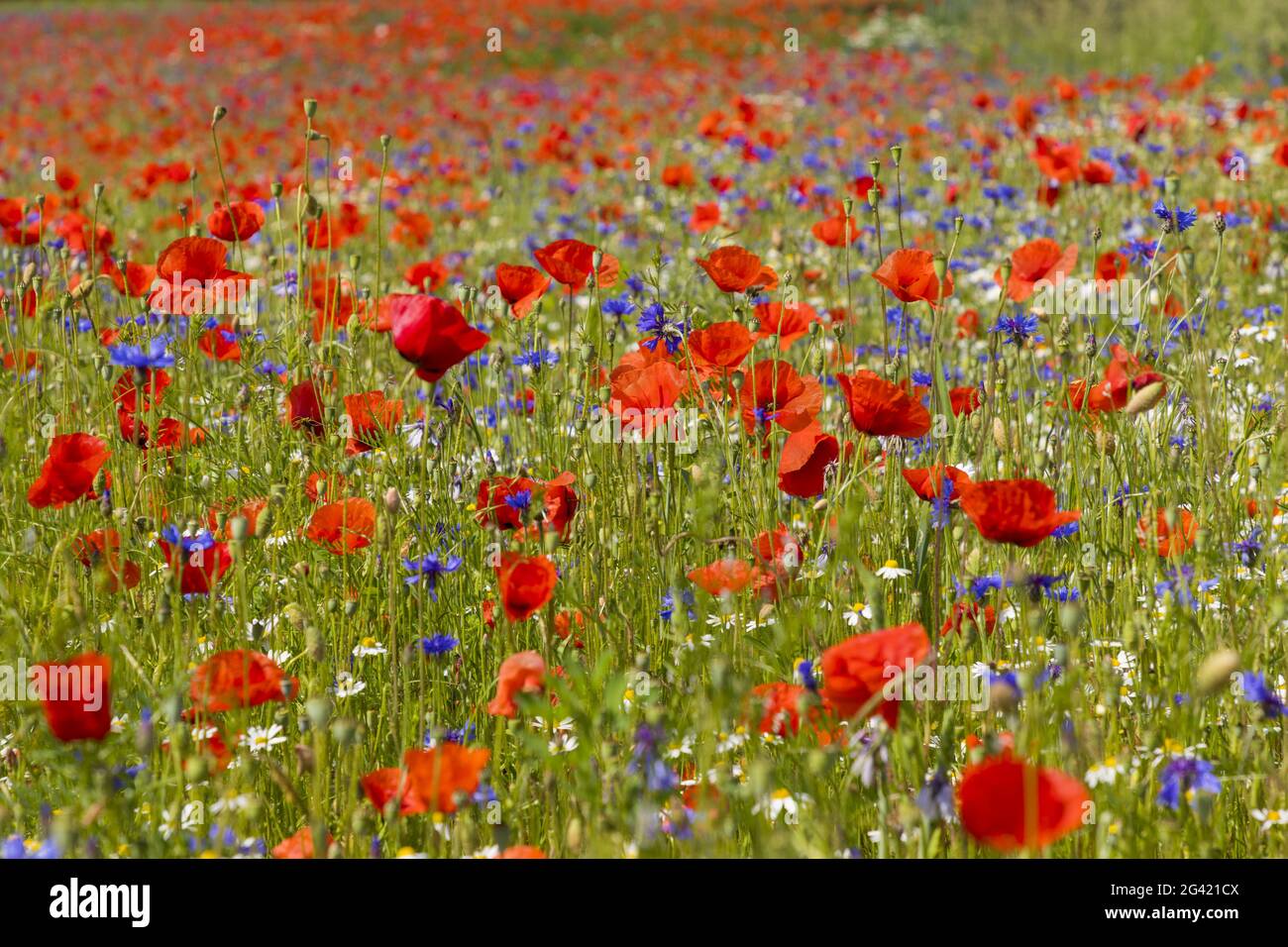 Flower meadow with focus close up Stock Photo