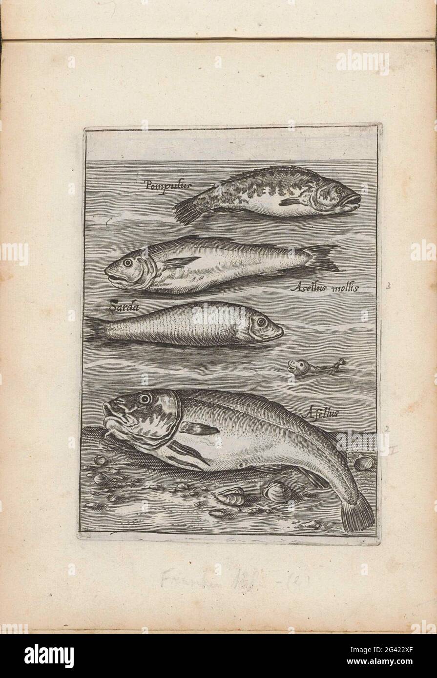 Pilot male, whiting, sarda and cod; Fishing; PISCIUM VIVAE ICONES. Four fish. From top to bottom a pilot male, whiting, sarda and cod. With every fish the name in Latin. This print is part of an album. Stock Photo