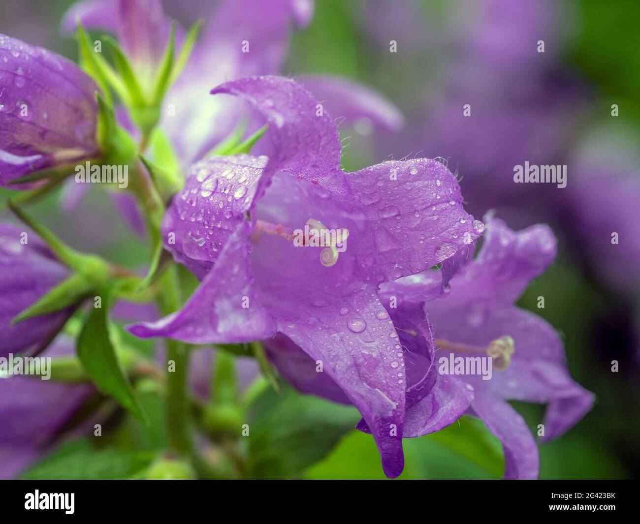 Campanula medium, common name Canterbury bells, is an annual or biennial flowering plant of the genus Campanula, belonging to the family Campanulaceae Stock Photo