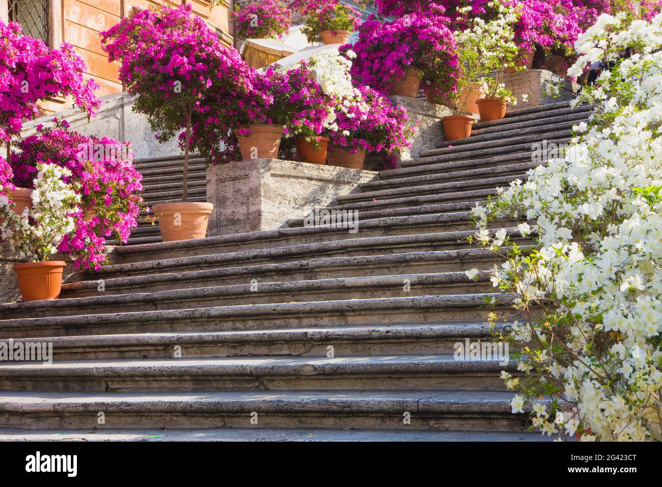 Rome spanish steps flowers hires stock photography and images Alamy