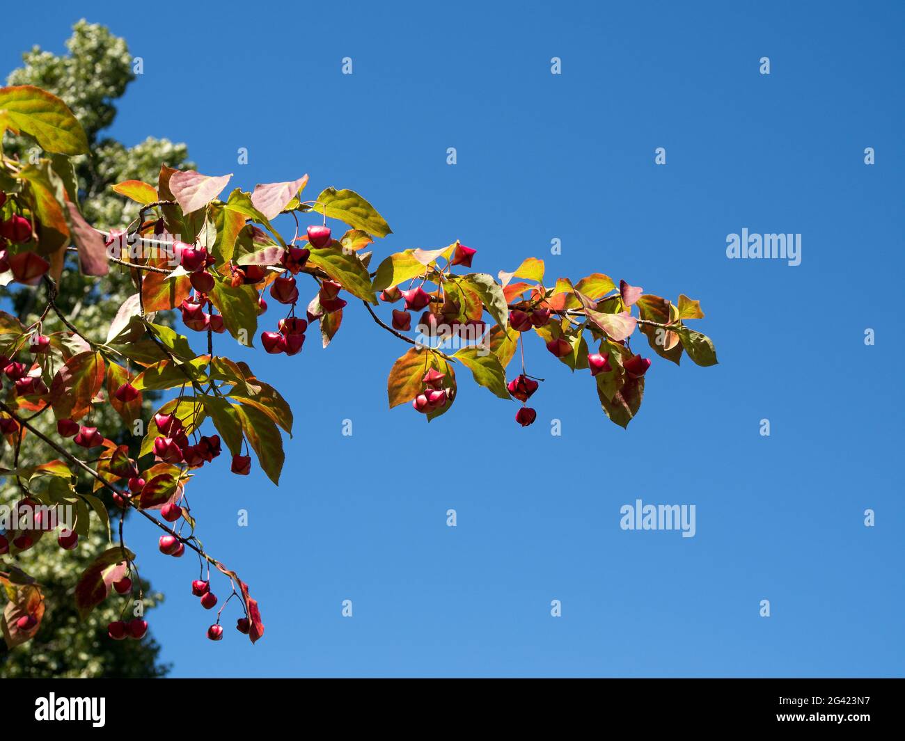 Spindle Tree with distinctive fruit Stock Photo