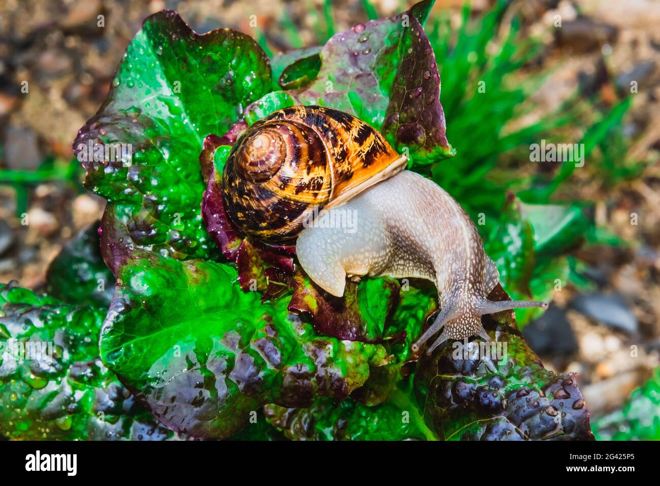 Snail crawling on a salad Stock Photo