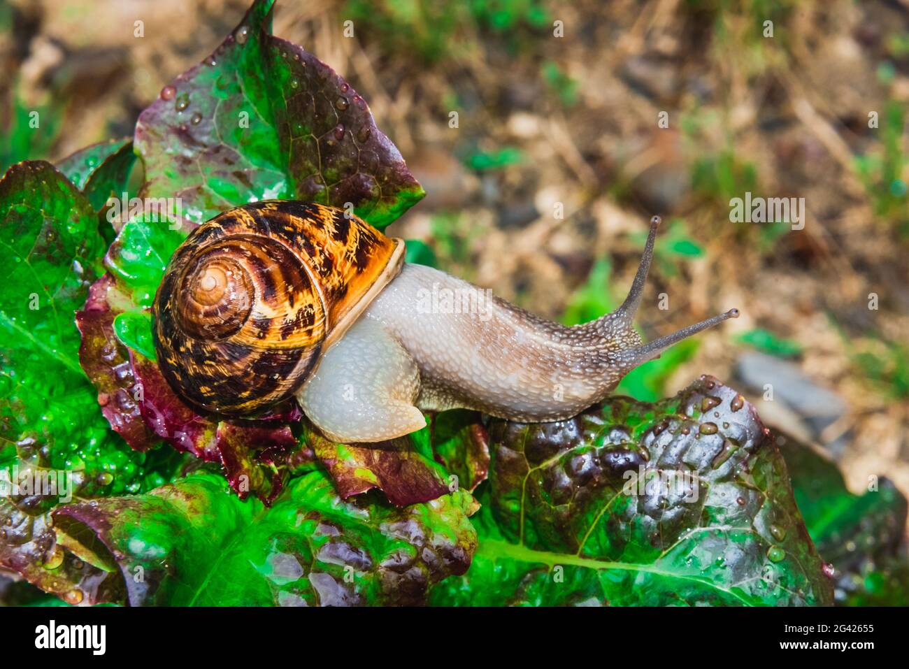 Snail on salad leaves Stock Photo