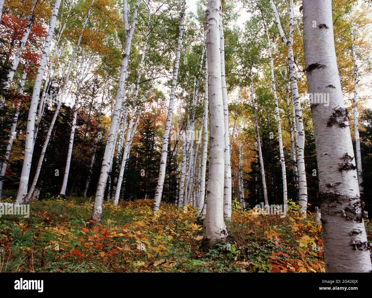 Autumn birch trees in Pinkham Notch New Hampshire Stock Photo Alamy
