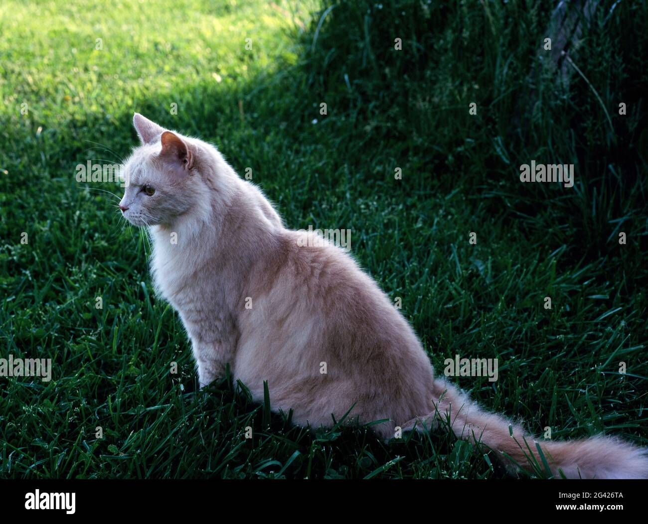 Full grown domestic longhaired male cat sitting in grass Stock Photo