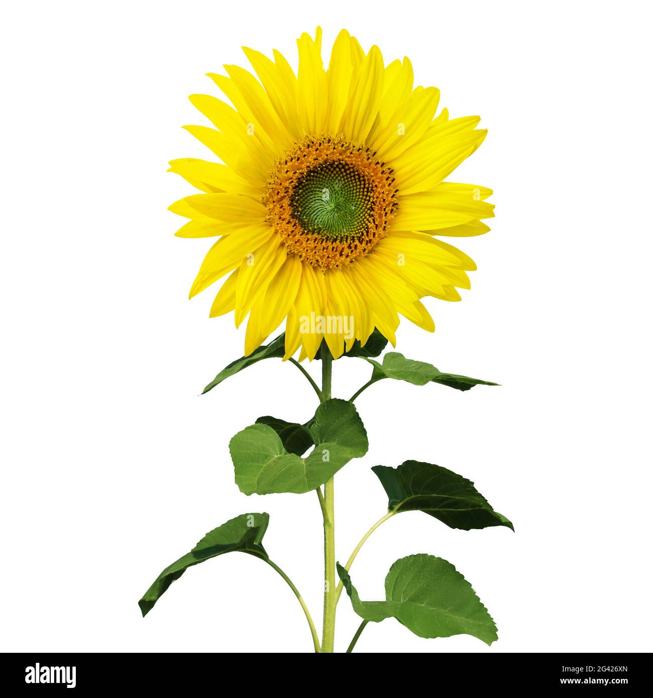 Flower of sunflower isolated on white background Stock Photo - Alamy