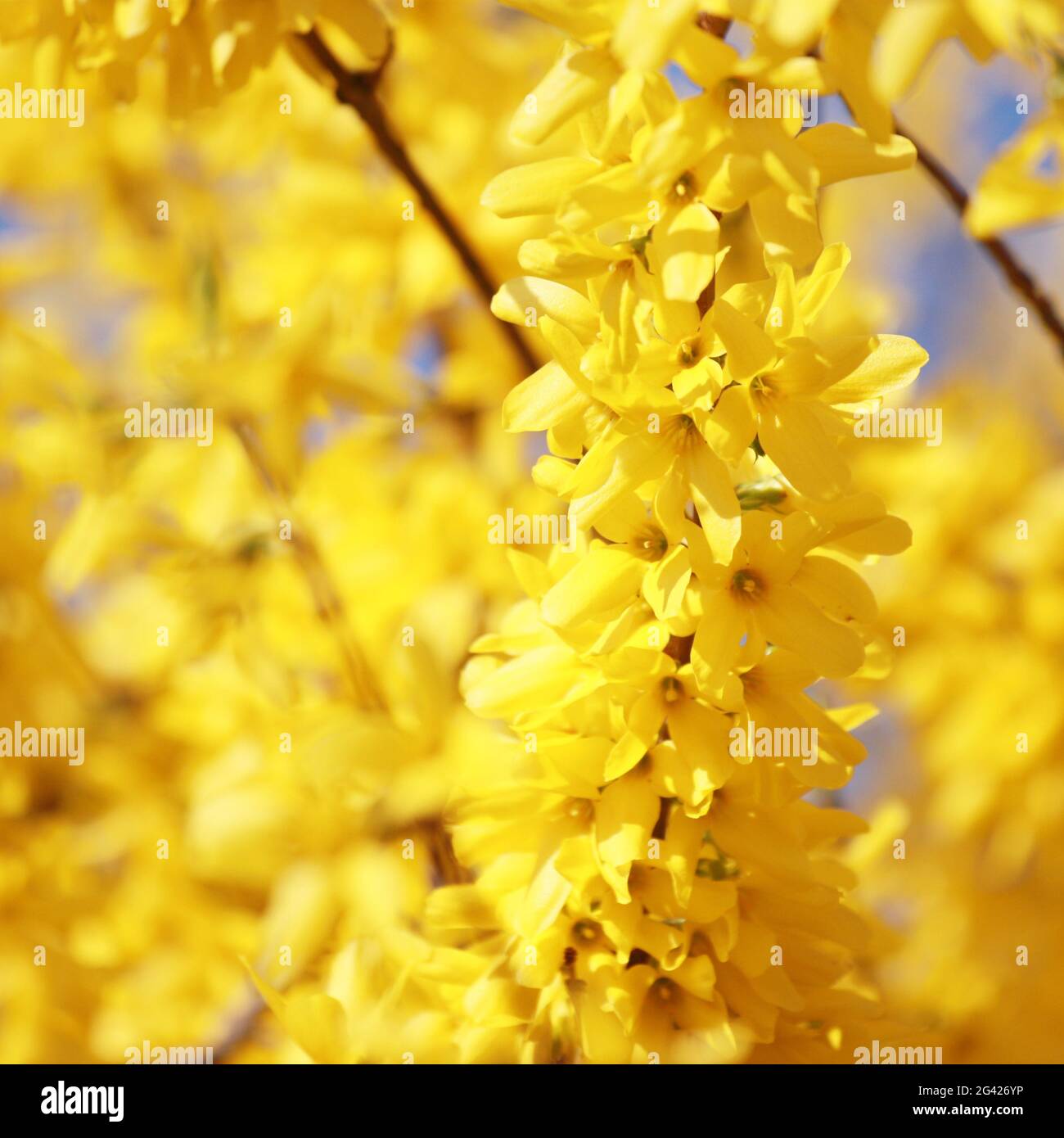 Spring background with yellow flowers Stock Photo - Alamy