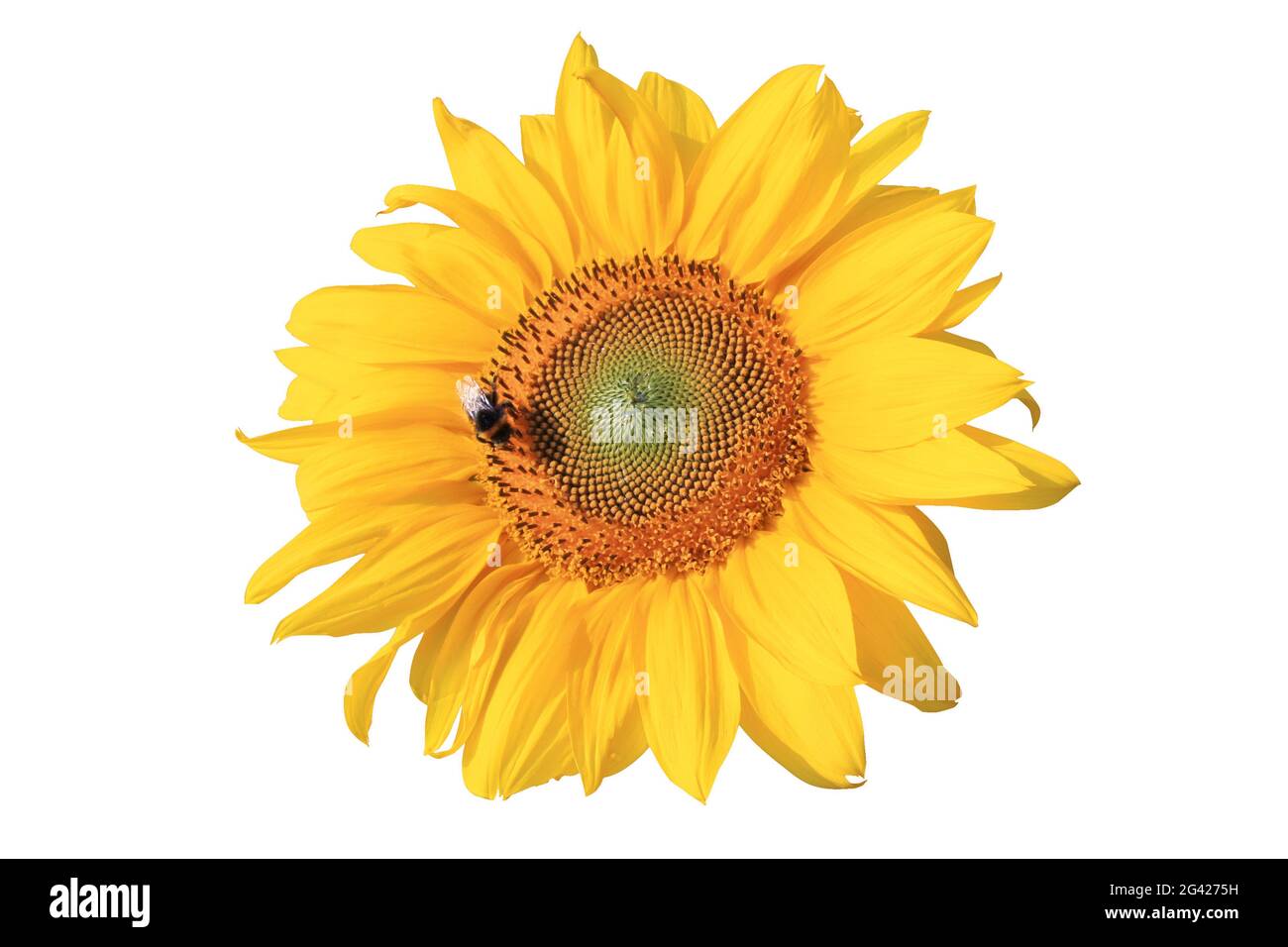 Flower of sunflower isolated on white background Stock Photo - Alamy