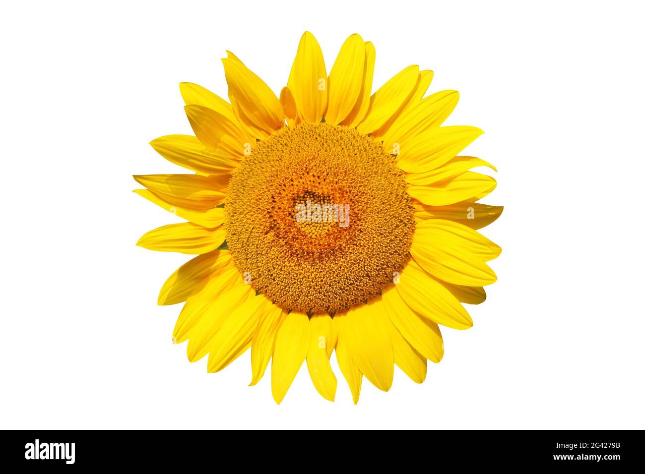 Flower of sunflower isolated on white background Stock Photo - Alamy