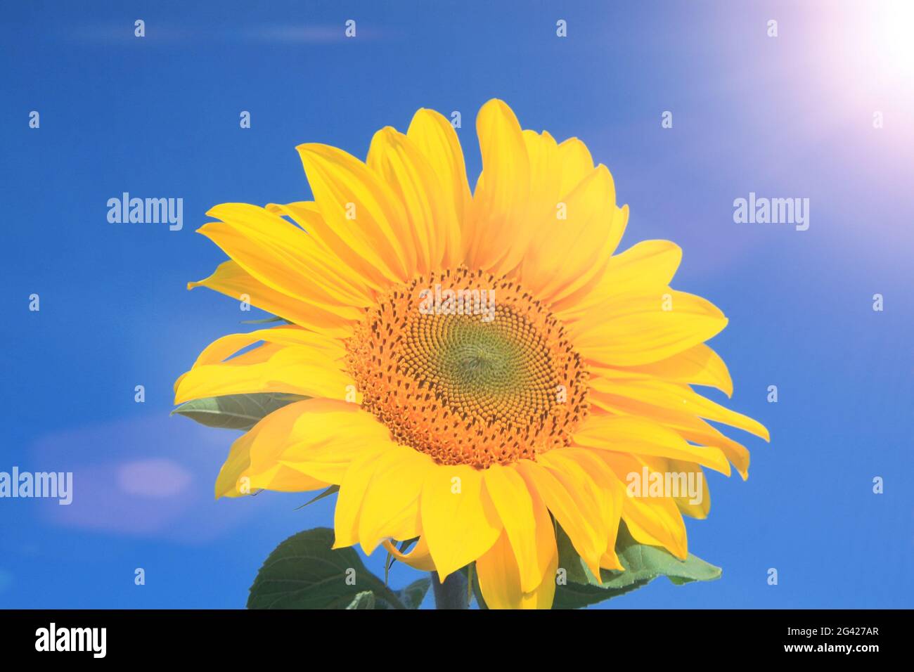 Field of blooming sunflowers on a background blue sky Stock Photo - Alamy