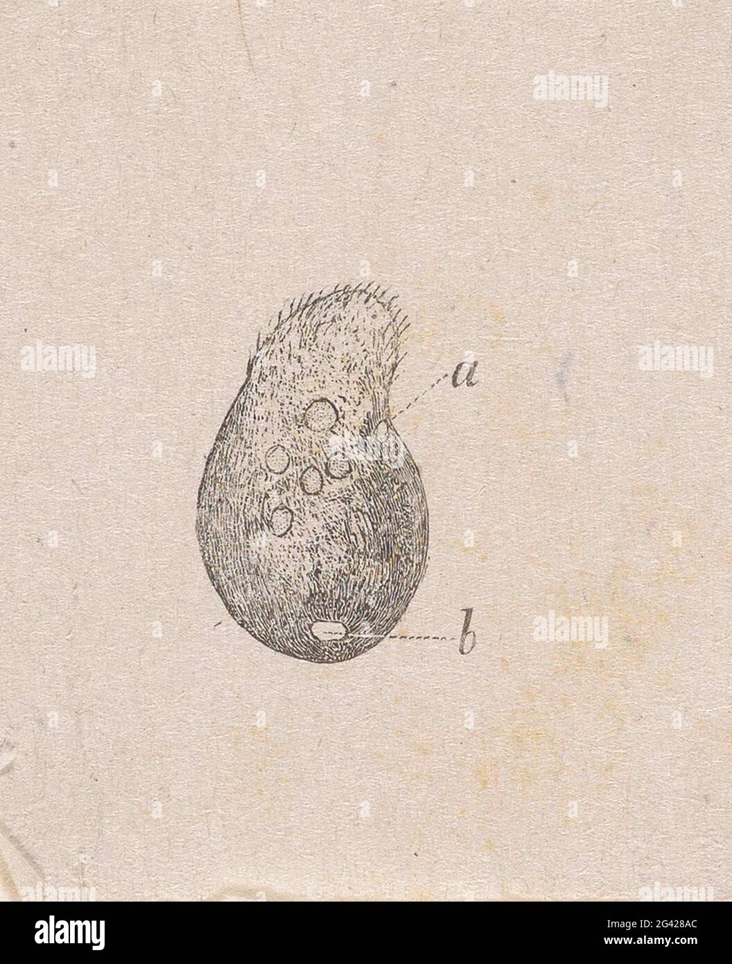 Part of the human body with a deviation Stock Photo - Alamy