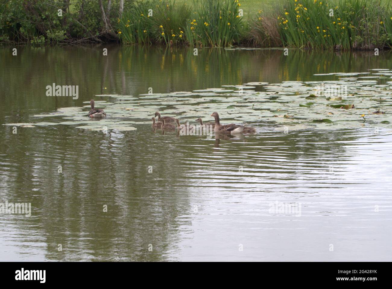 Family of Greylag geese swimming across a fishing pond Stock Photo