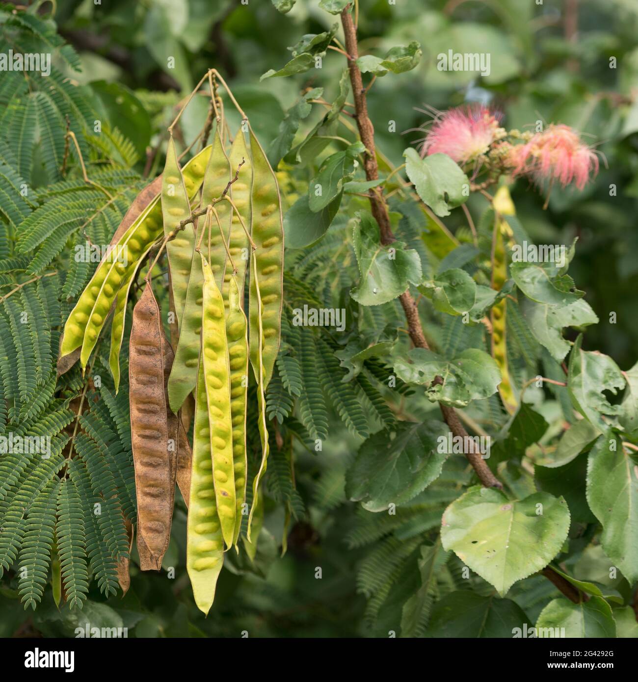 Mimosa tree hires stock photography and images Alamy