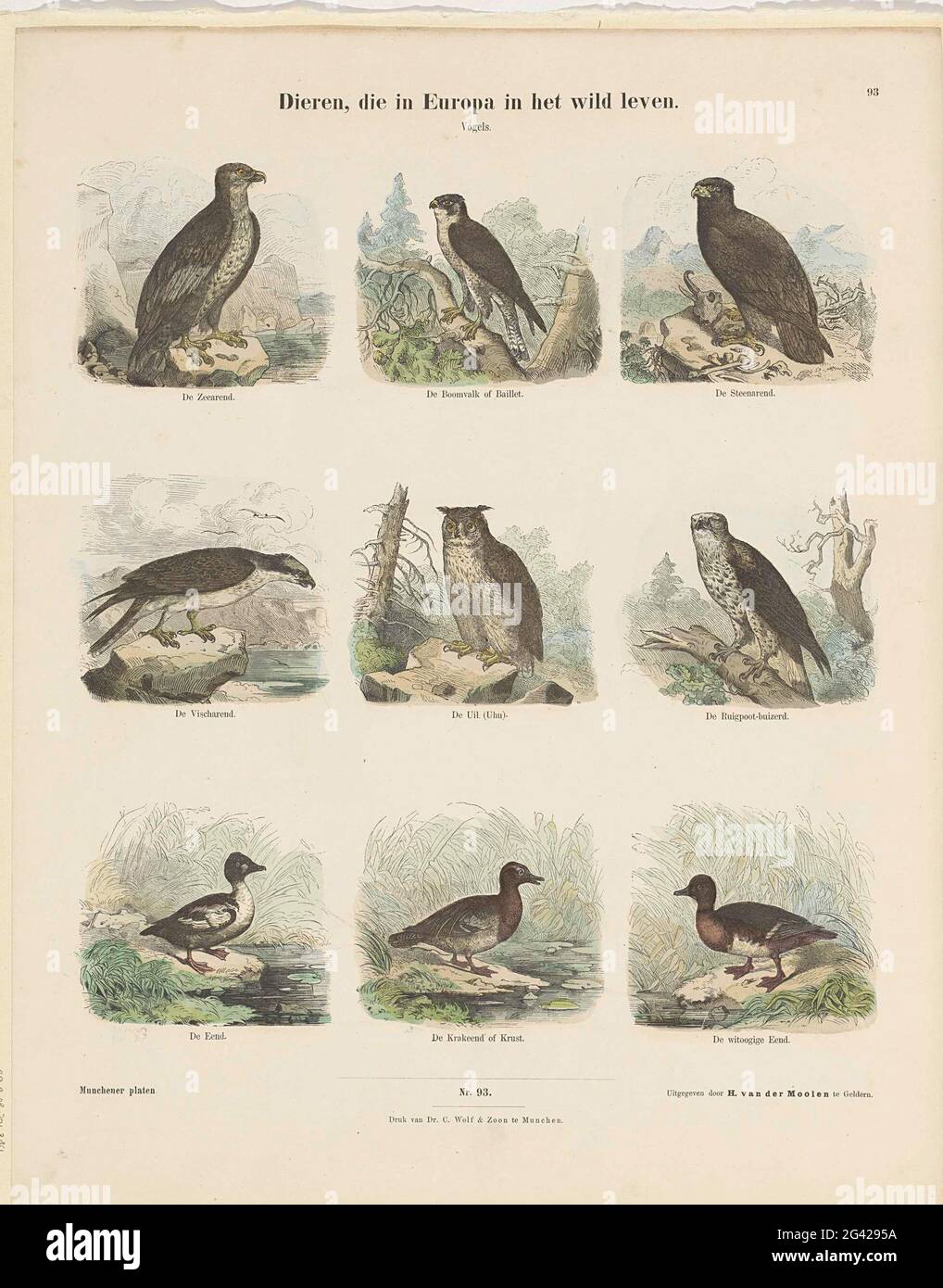 Animals, living in the wild; Munchener plates. Leaf with 9 representations of birds, including a bald eagle, a bricking, an owl and ducks. Under the images a caption. Numbered in the middle of: Nro. 93. Numbered at the top right: 93. Stock Photo