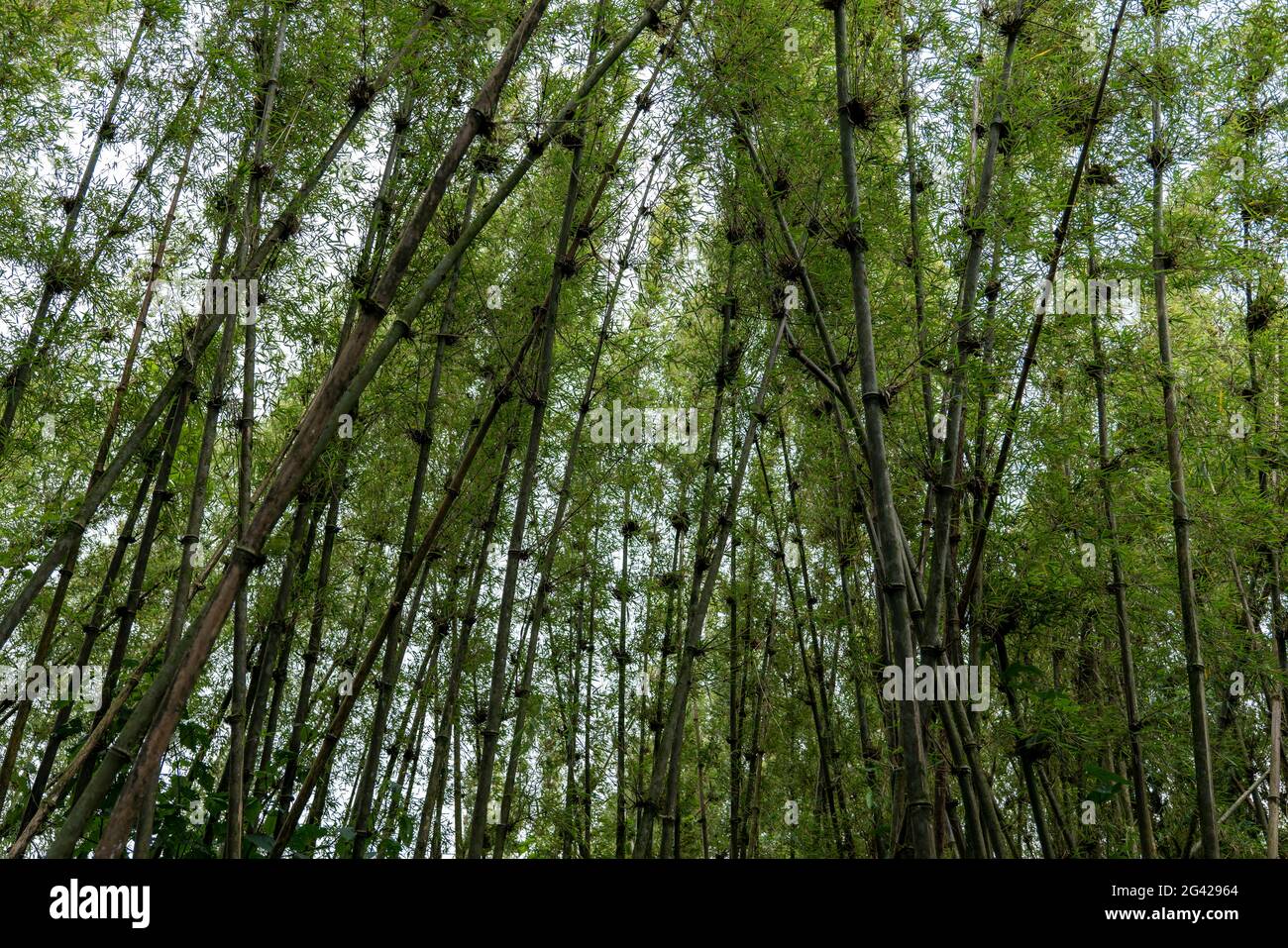Bamboo in the jungle during a trekking excursion to the Sabyinyo group of gorillas, Volcanoes