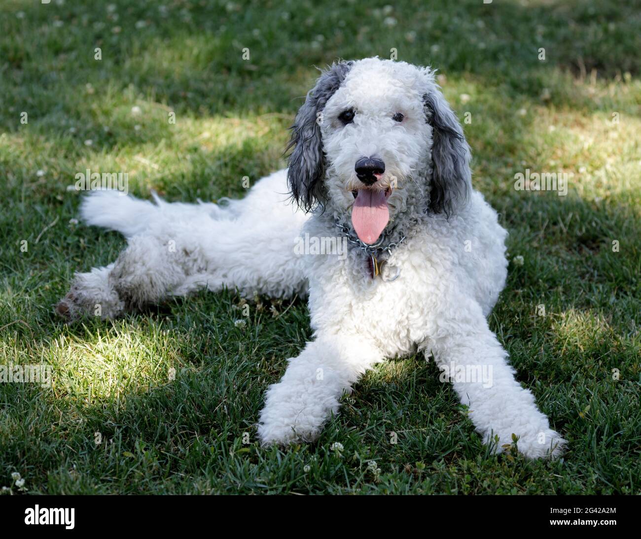 11-Month-Old Female Puppy Bernedoodle, cross breed of Bernese Mountain Dog and Poodle. Off-leash dog park in Northern California. Stock Photo