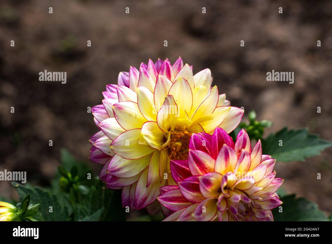 The garden flowers have bloomed. A beautiful flower in the sunlight. A ...