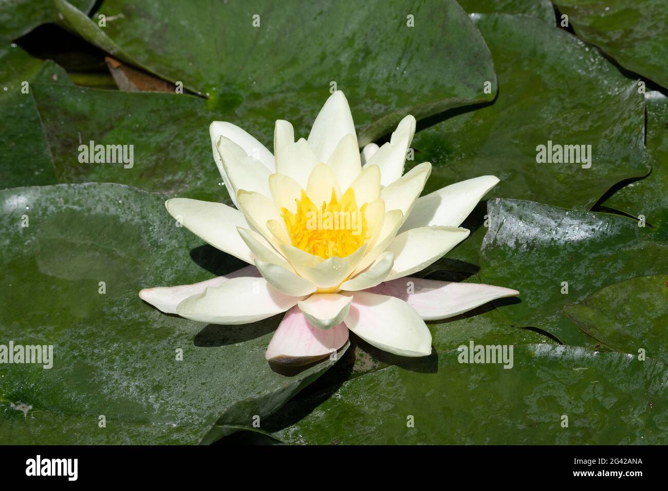 View of water lily in a lake Stock Photo